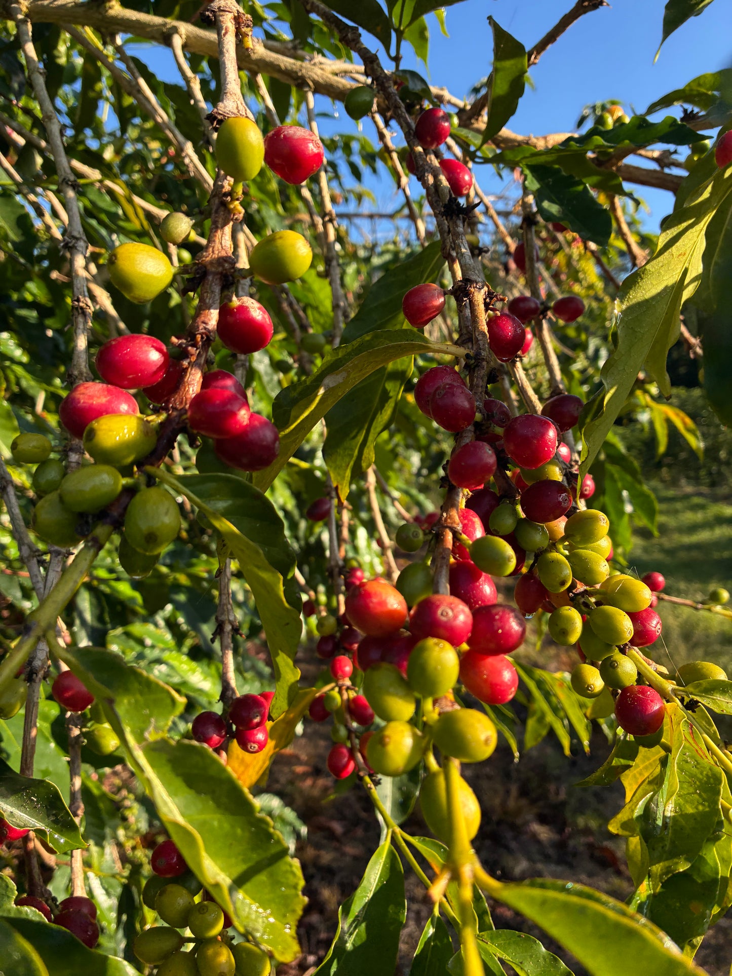 Ka'u Honey Typica - Medium Light | Medium Roast