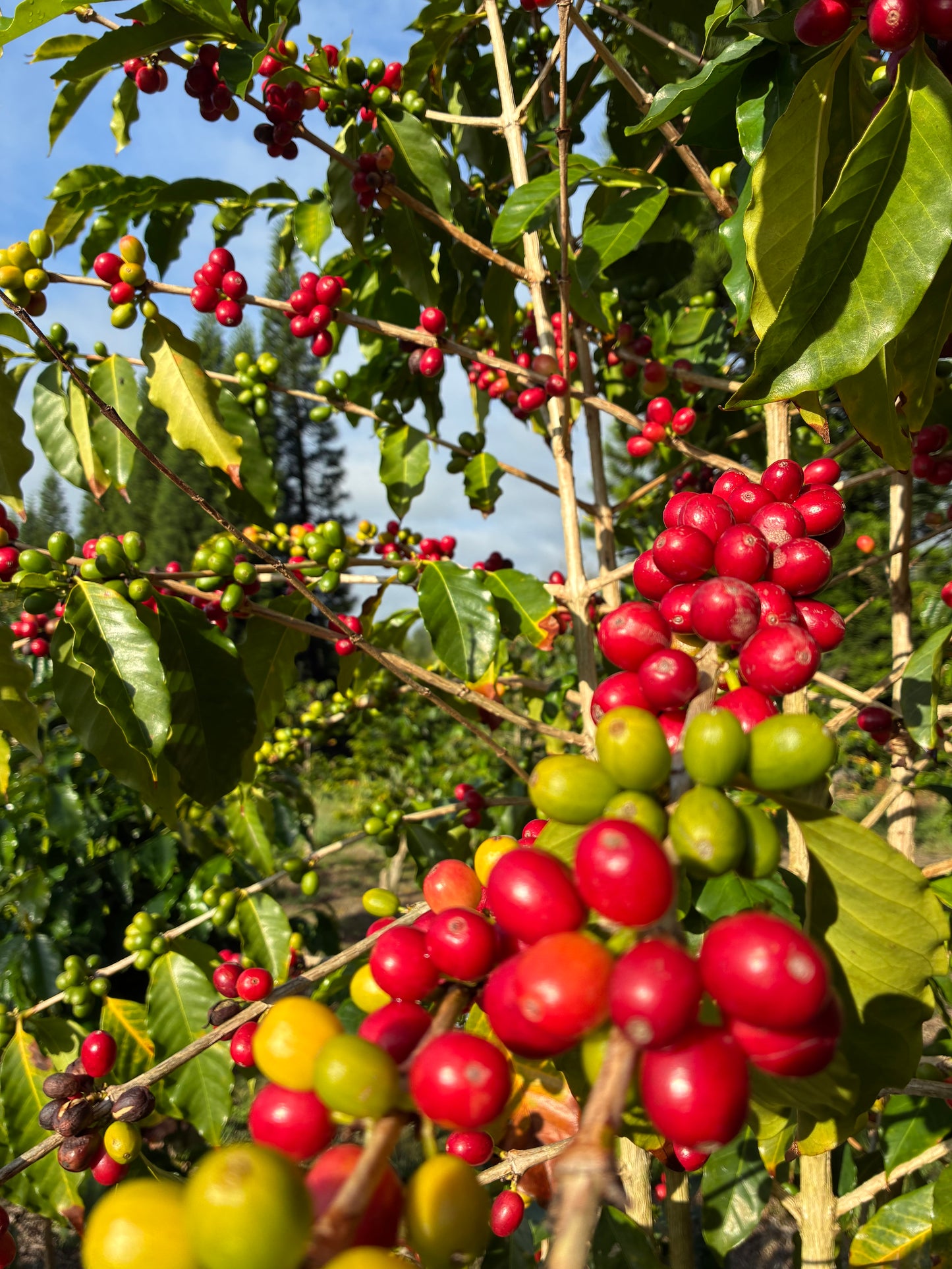 Ka'u Full Wash Typica - Dark Roast