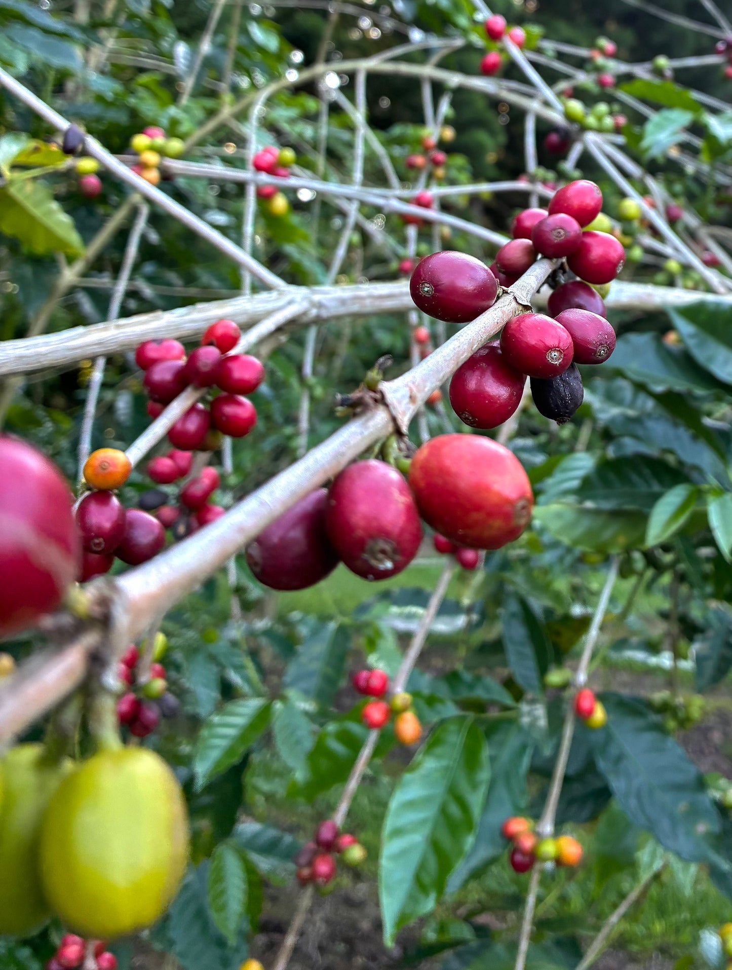 Ka'u Honey Typica Medium-light Roast