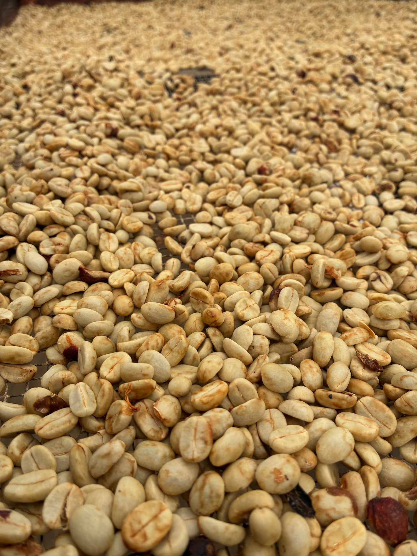 Ka'u Honey Typica Medium-light Roast