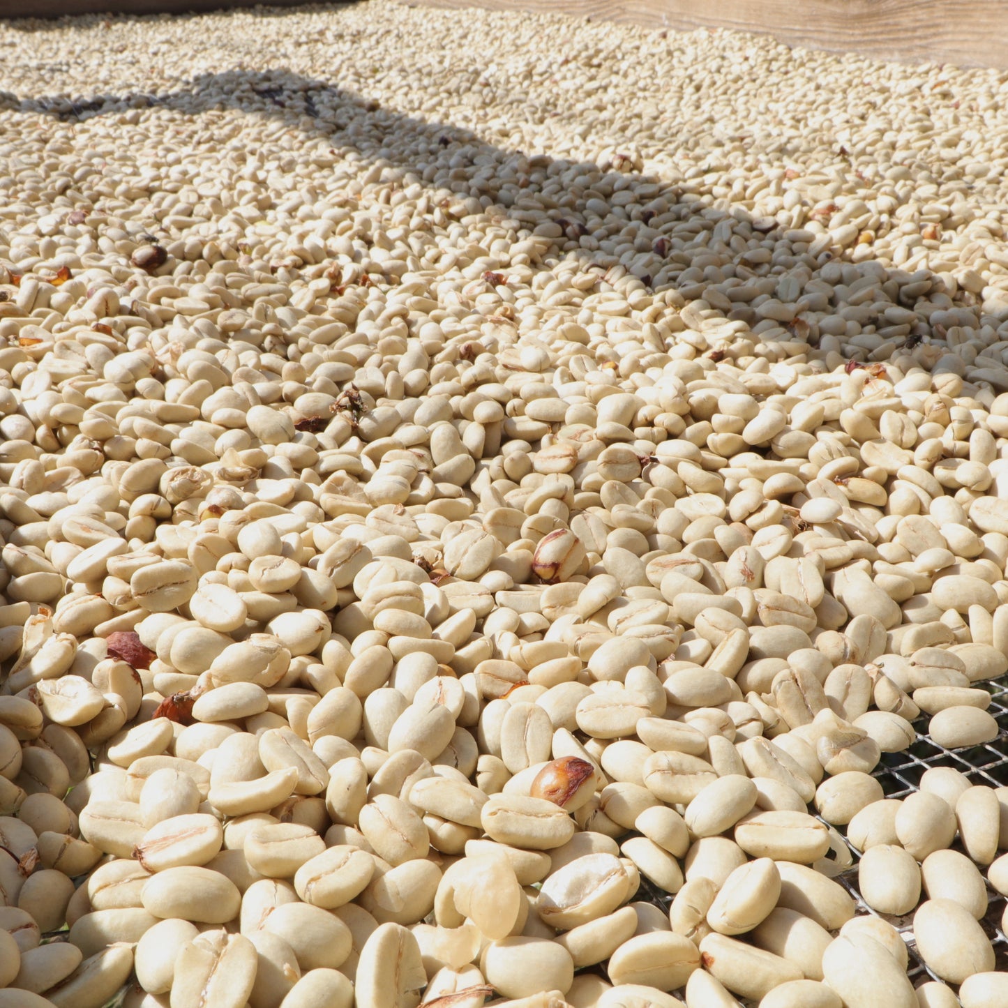 Ka'u Full Wash Typica - Dark Roast